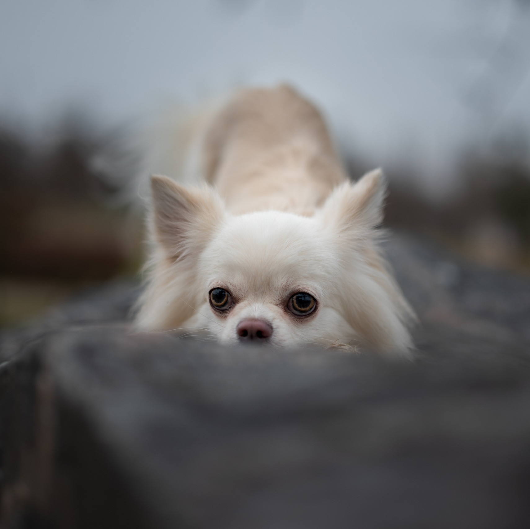 Фотосессия Юкона - Минск