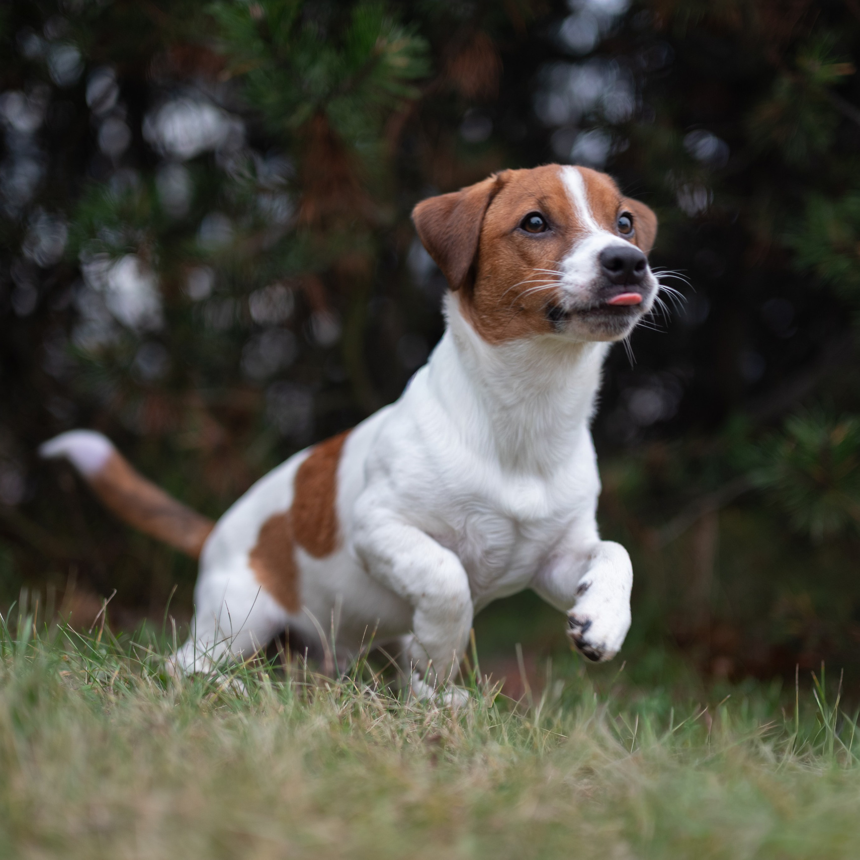 Фотосессия Джек Рассел Терьера -  Цезаря