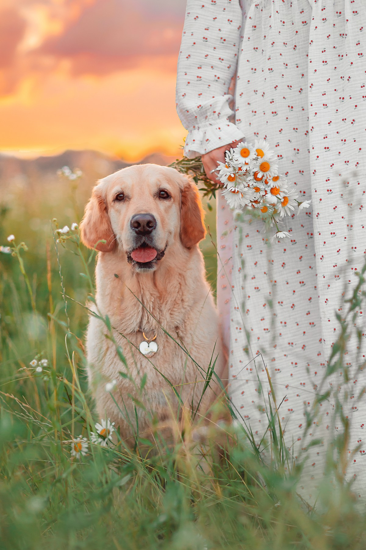 фотосессия с питомцем, фотосессия на закате, закат, фотосесия в ромашковом поле, золотистый ретривер москва, собака, фотосессия с собакой, фотограф анималист