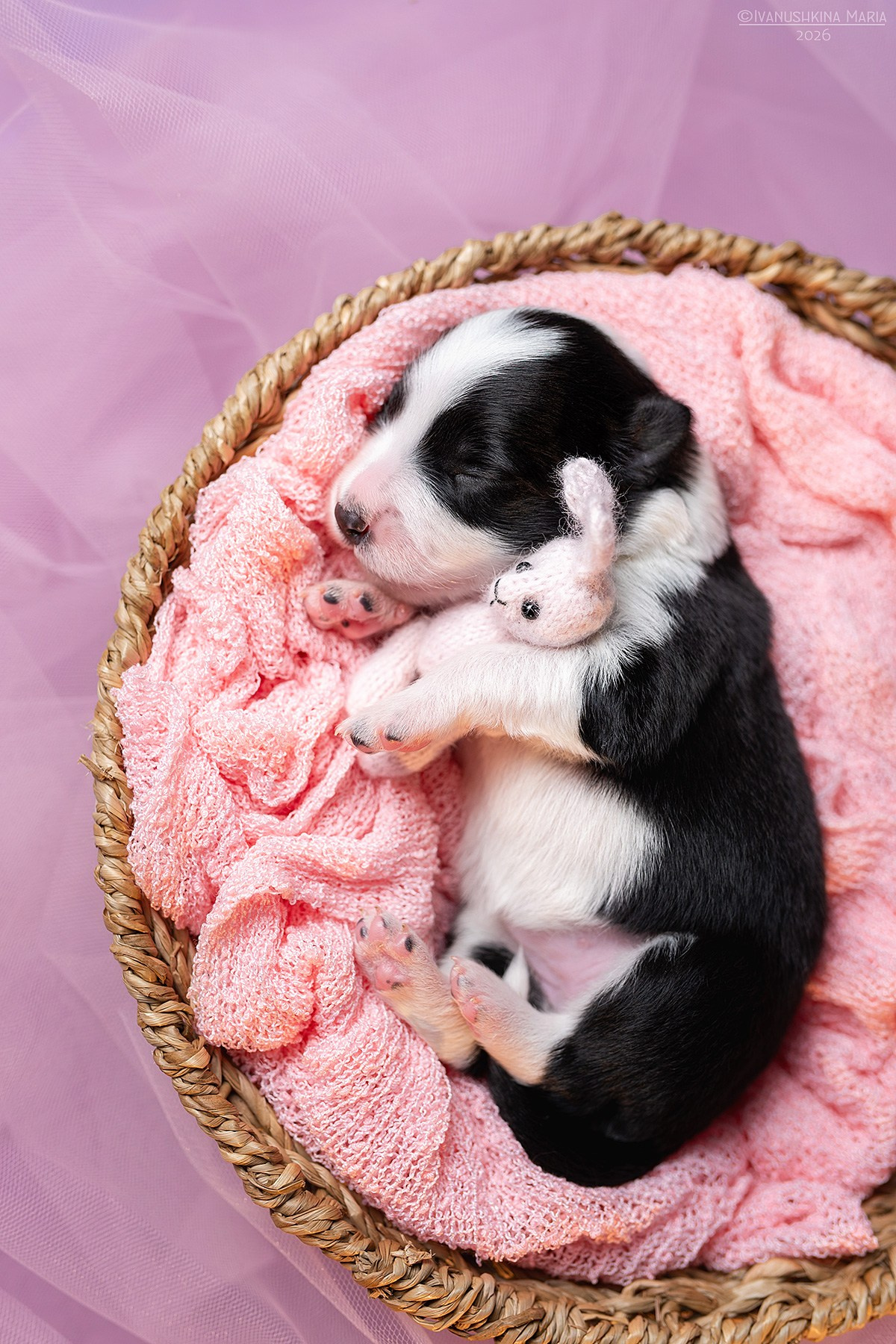 Фотосессия новорожденных щенков. Фотограф собак в Москве и Московской области Иванушкина Мария