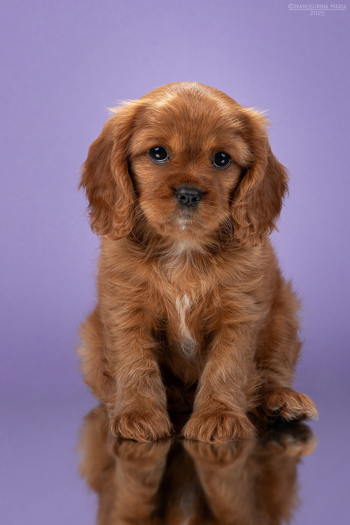 Фотосессия новорожденных щенков. Фотограф собак в Москве и Московской области Иванушкина Мария