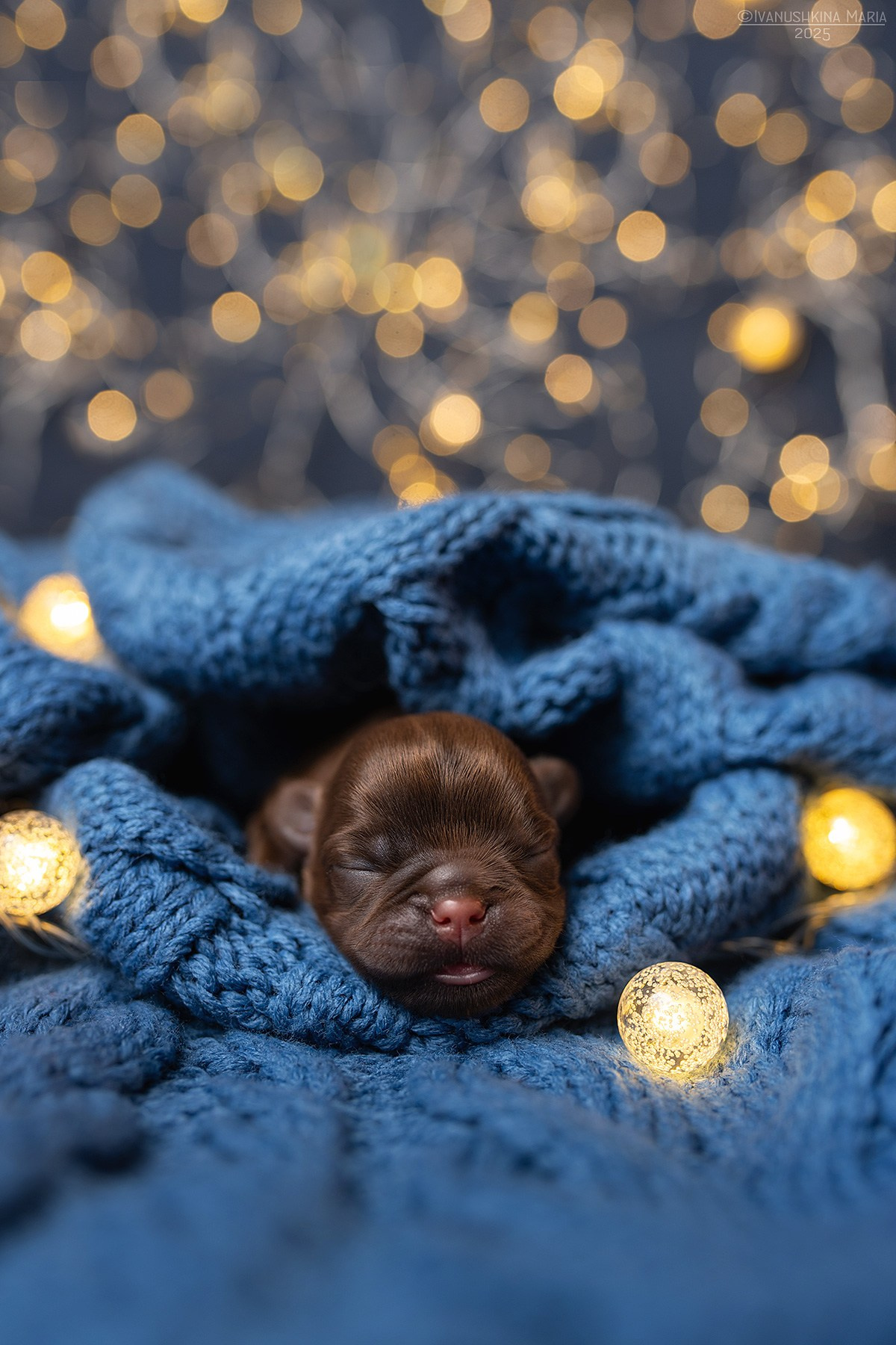 Фотосессия щенков на улице. Фотограф собак в Москве и Московской области Иванушкина Мария
