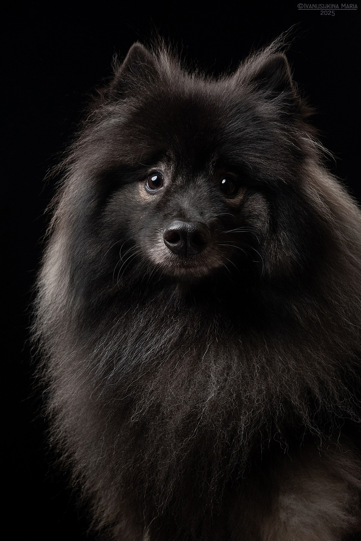 Фотосессия собаки в студии на фонах. Фотограф собак в Москве и Московской области Иванушкина Мария