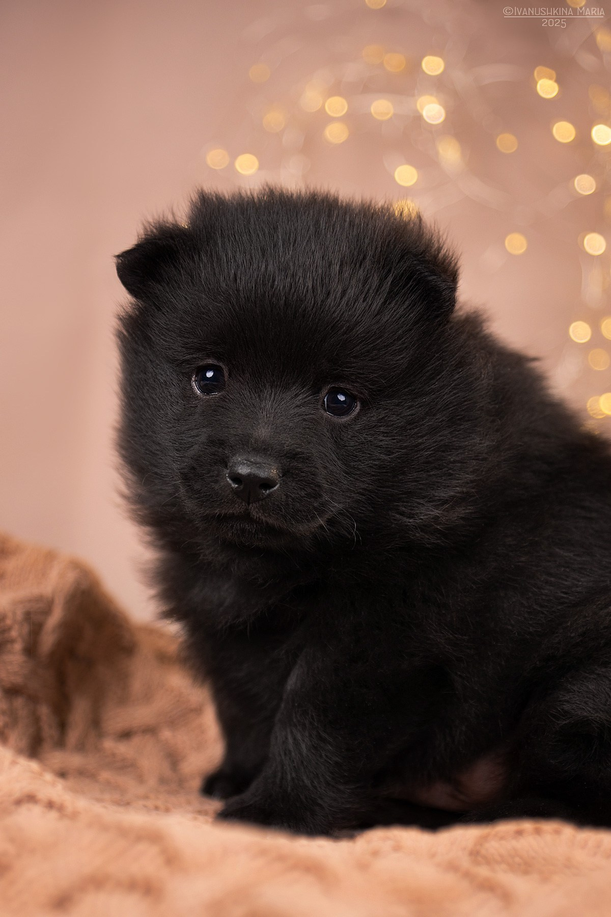 Фоны для предпродажной фотосессии щенков. Фотограф собак в Москве и Московской области Иванушкина Мария