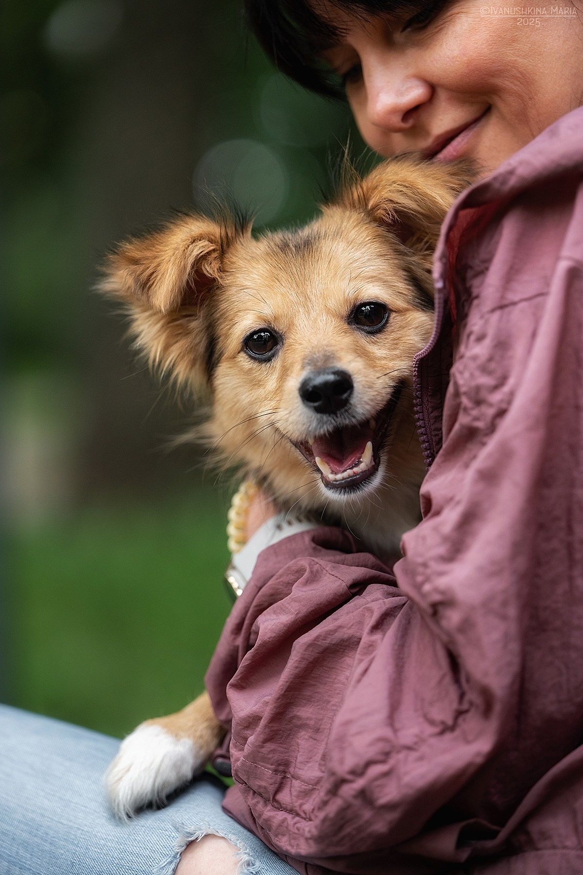 Фотосессия собаки на пристройство. Фотограф собак в Москве и Московской области Иванушкина Мария