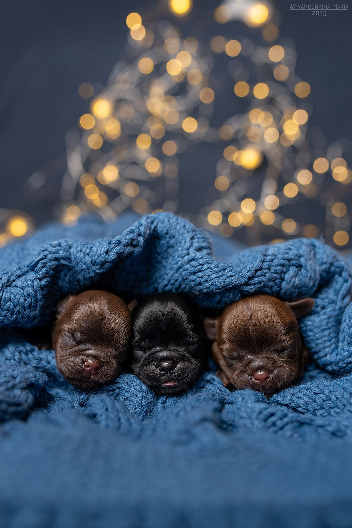 Фотосессия новорожденных щенков. Фотограф собак в Москве и Московской области Иванушкина Мария