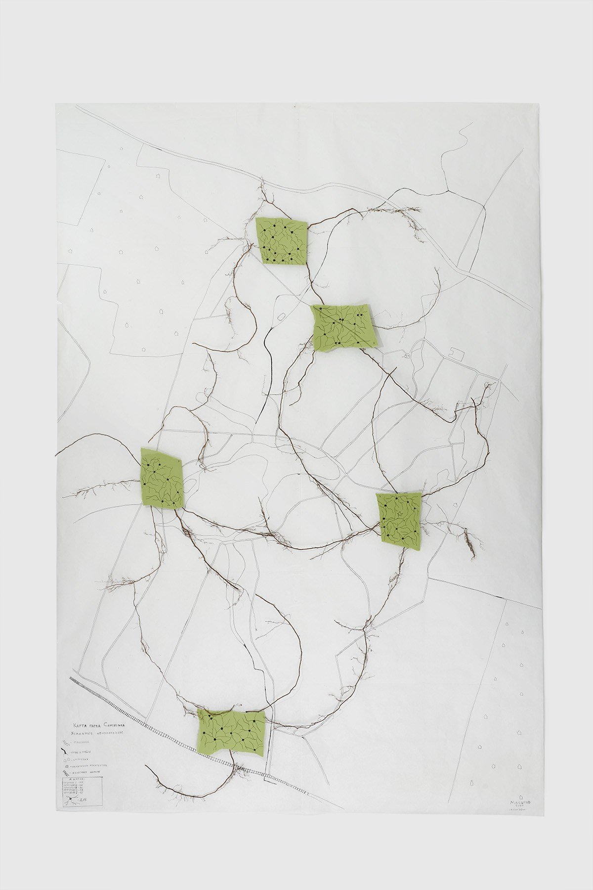 Надя Спетницкая — Межкорневое общение