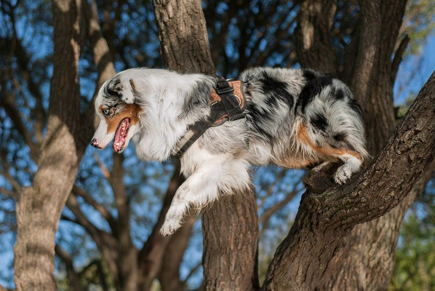 Контакты. BLGKV питомник собак