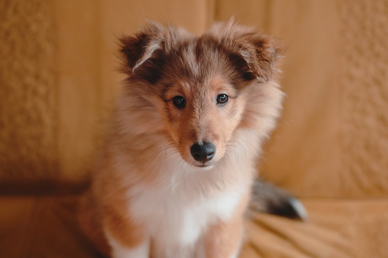 УСЛУГИ. Художник и Фотограф Тимохина Юлия