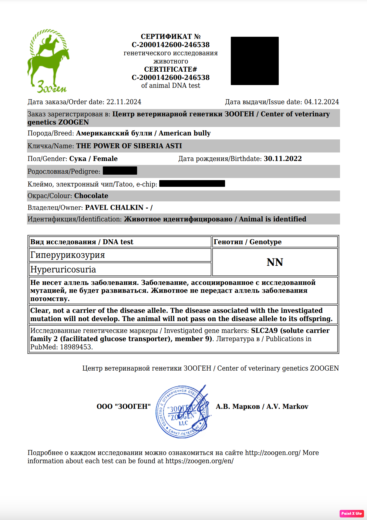 купить щенка American Bully в Владикавказе