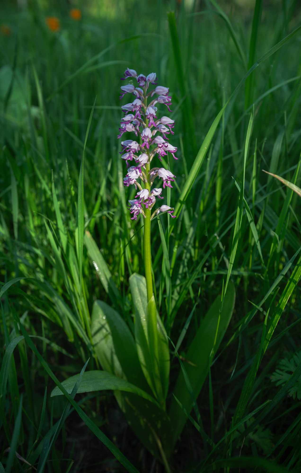 Орхидеи Алтая: тайна Венериных башмачков 🌸. Профессиональный пейзажный фотограф Алёна Рубан