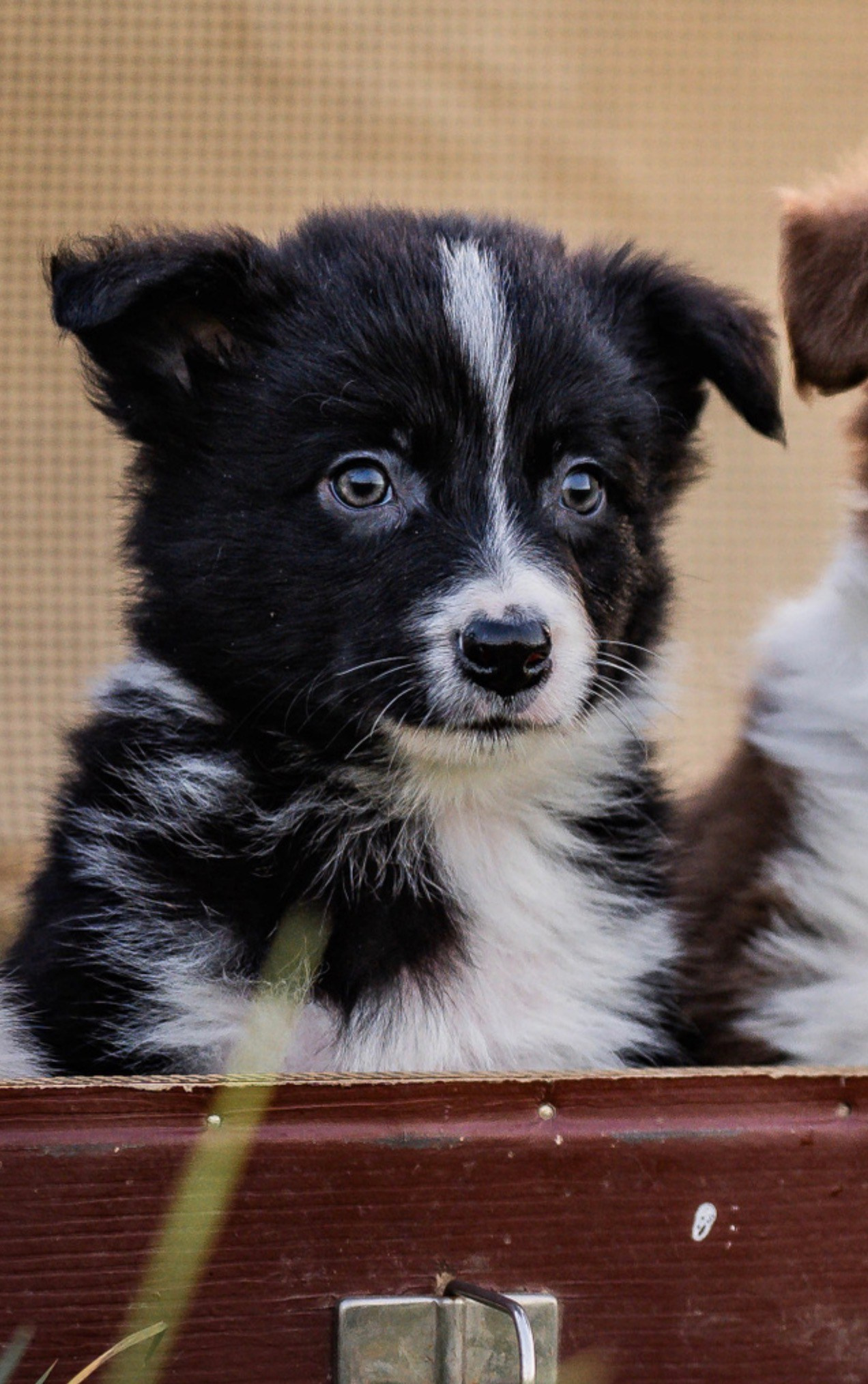 Фритсвит. Семейный фотограф Ефремова Виктория