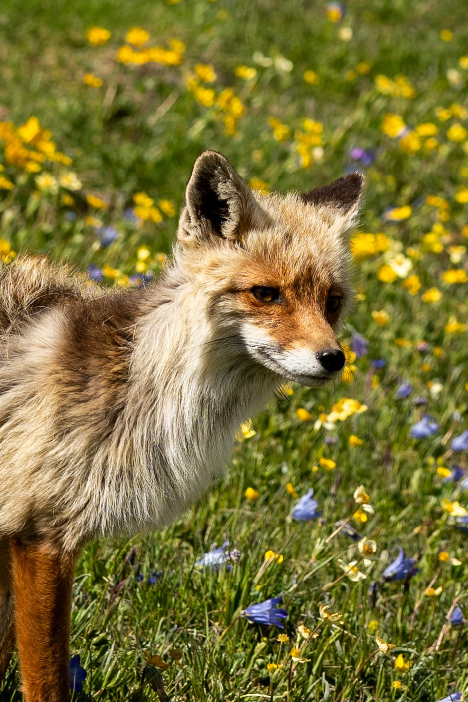 Трекинг к Озеру Донгузорун. GIGI TOUR