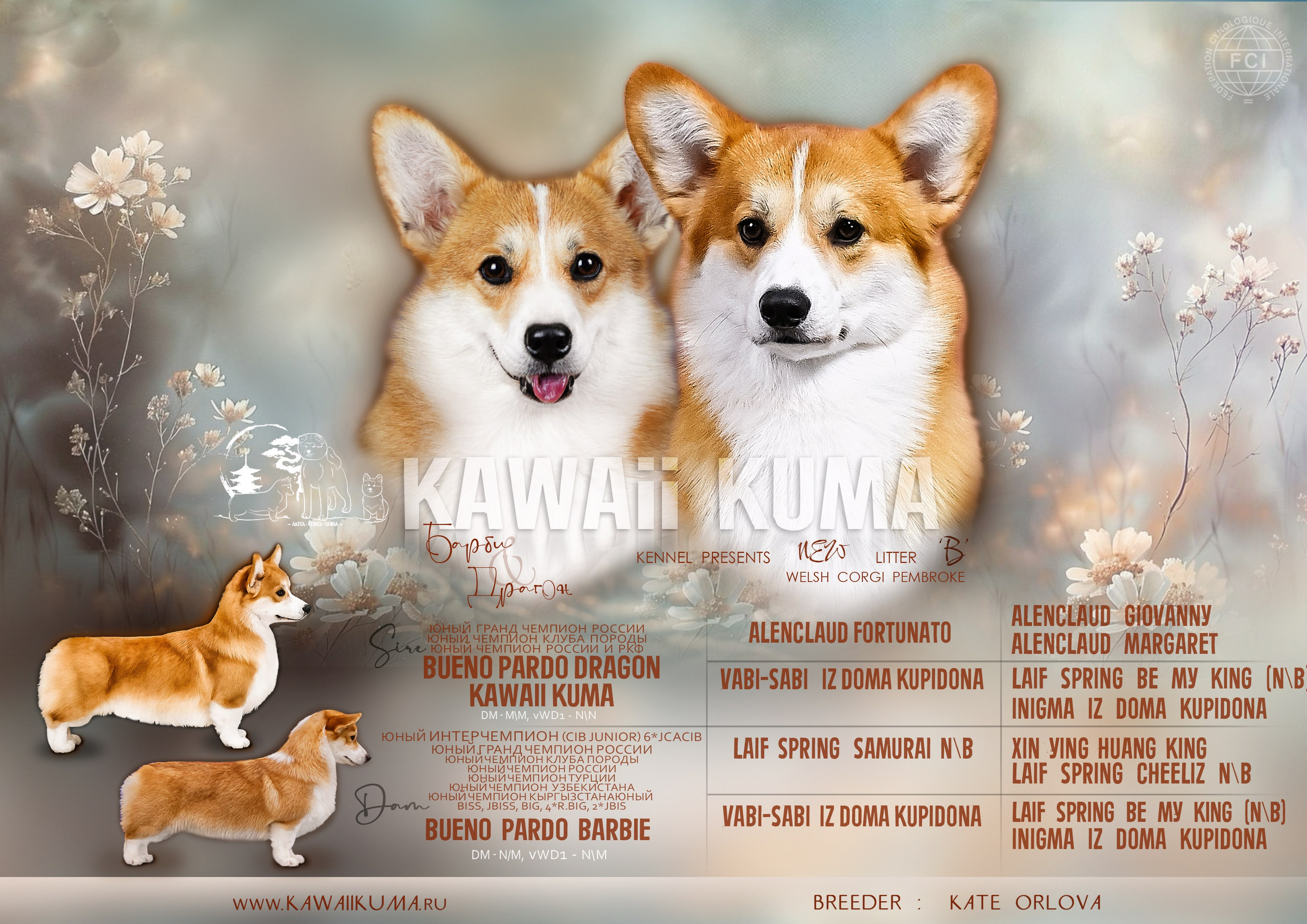 ЩЕНКИ КОРГИ. Kawaii Kuma питомник собак пород Корги пемброк, Акита ину, Сиба