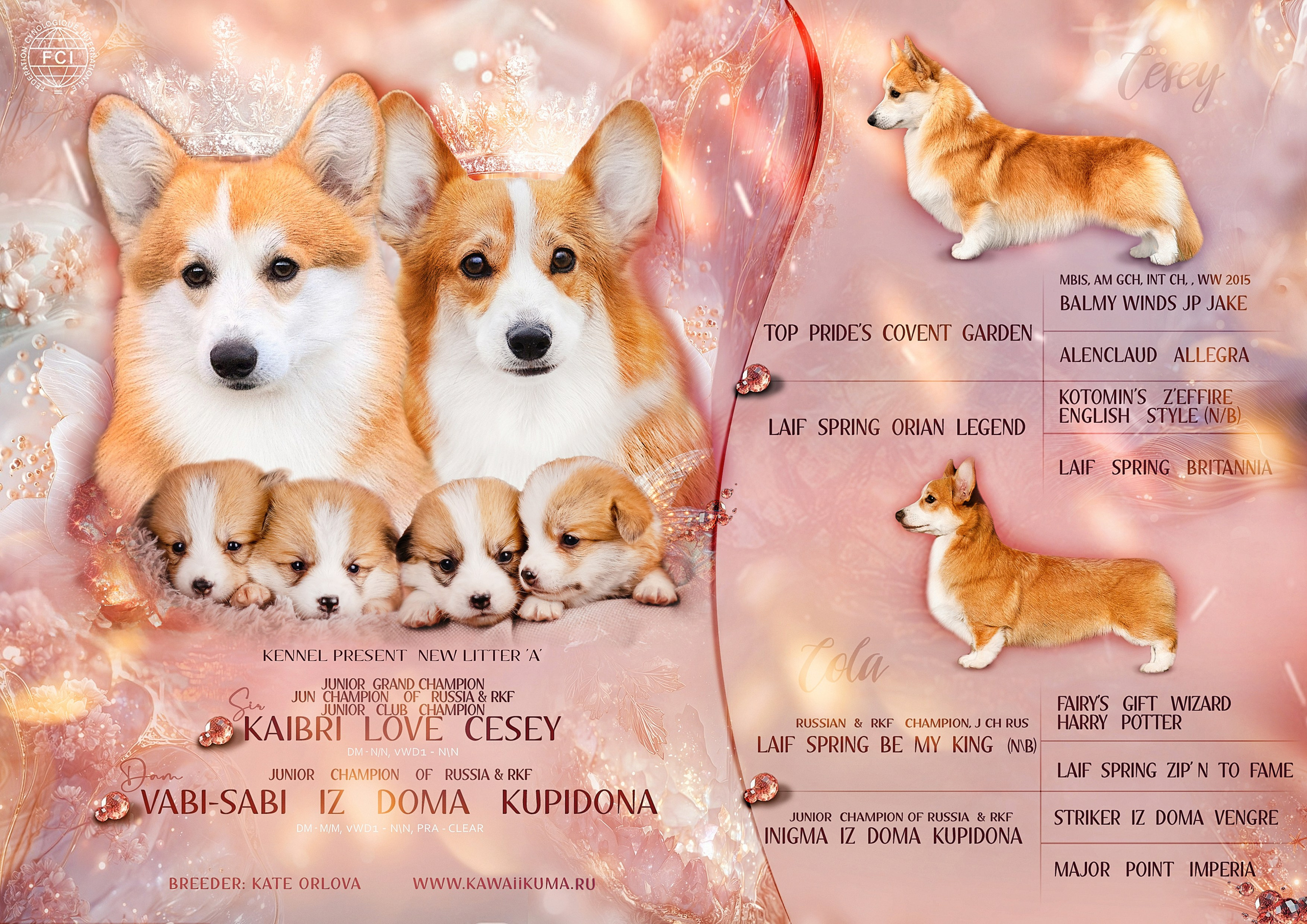 ЩЕНКИ КОРГИ. Kawaii Kuma питомник собак пород Корги пемброк, Акита ину, Сиба