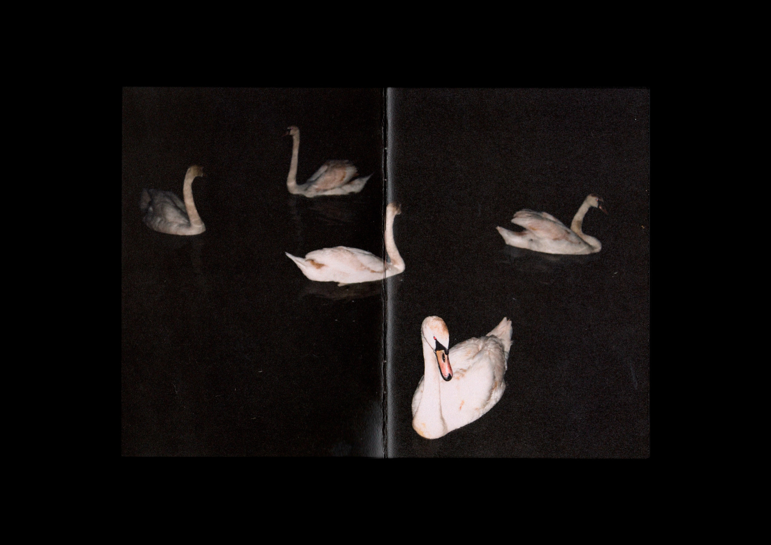 After Dark. Daria Stotland