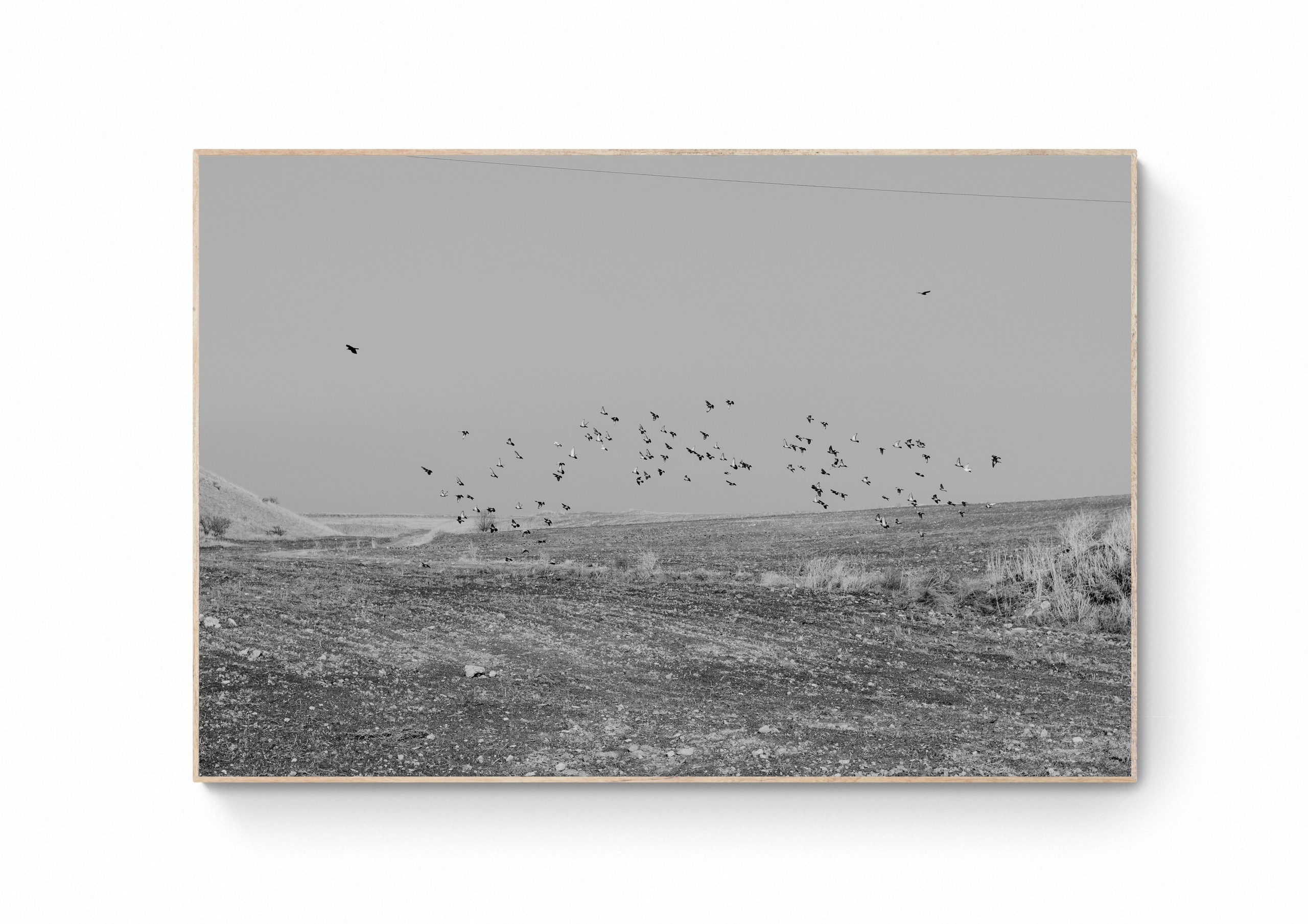 Birds in the middle of the field, black and white contemporary photography, Mashat, Kazakhstan | Buy print | Kristina Sergeeva