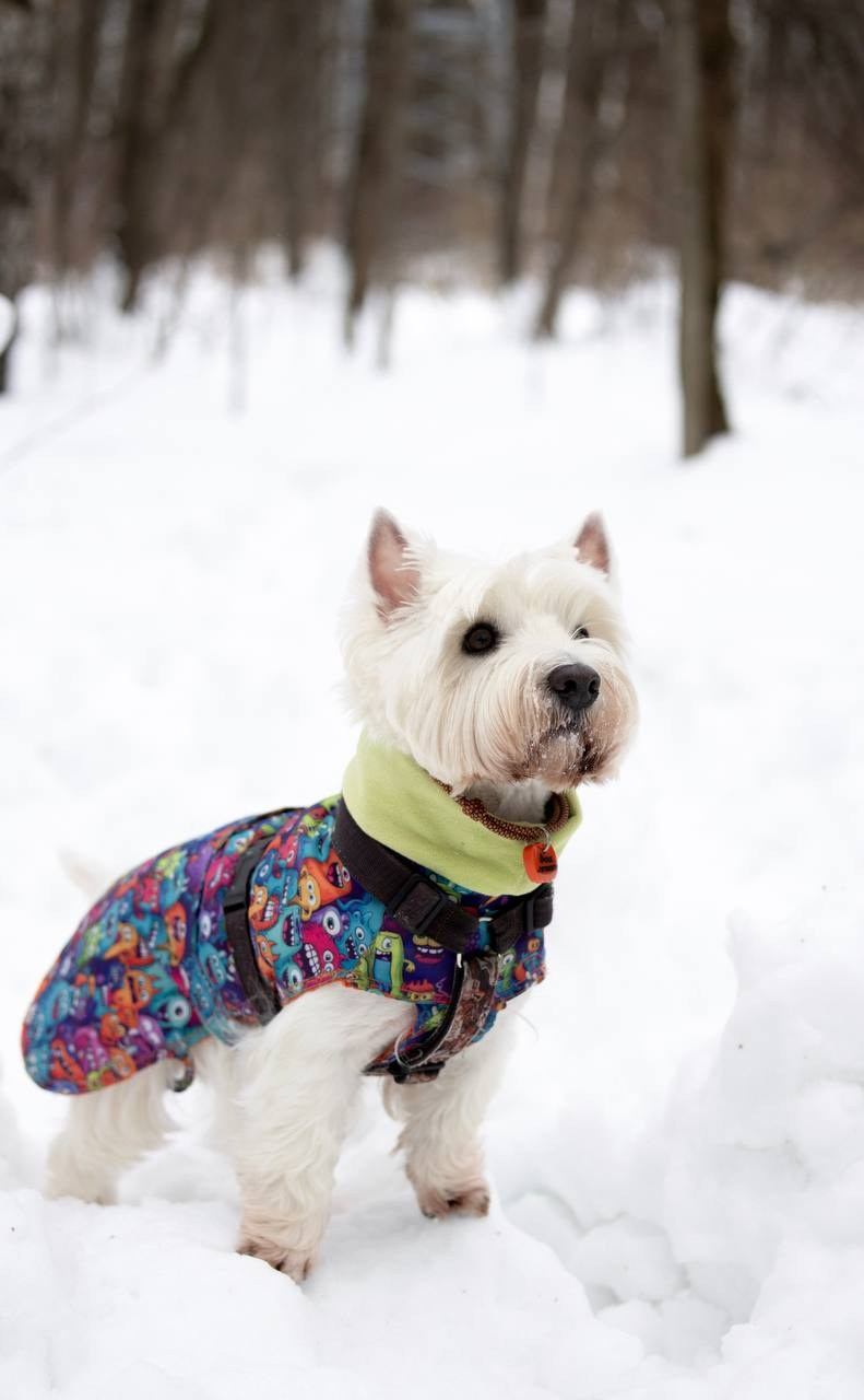 Фотограф-анималист г. Москва
