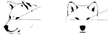 О ПОРОДЕ СИБА-ИНУ. SHIOMARU Питомник сиба и акита-ину