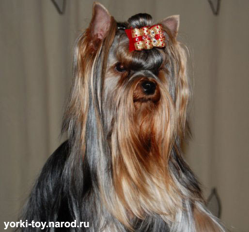 2009-2010 г Результаты выставок. Питомник Йоркширских терьеров Дэнстайл в Санкт-Петербурге заводчик Тих