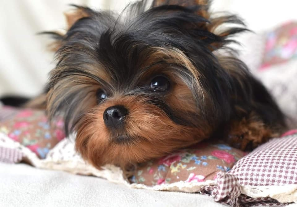 МИТТЭН СКАЙ ЗОИ САЛДАНА. Питомник Йоркширских терьеров Дэнстайл в Санкт-Петербурге заводчик Тих