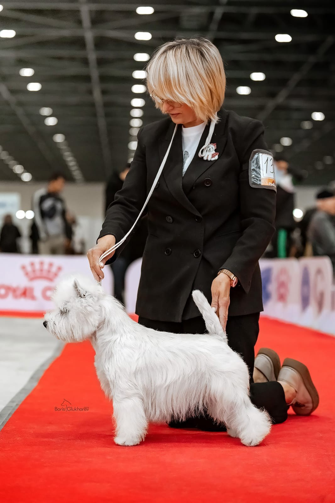 Международные выставки собак в Астане, Казахстан. Питомник собак породы вест хайленд вайт терьер в Москве