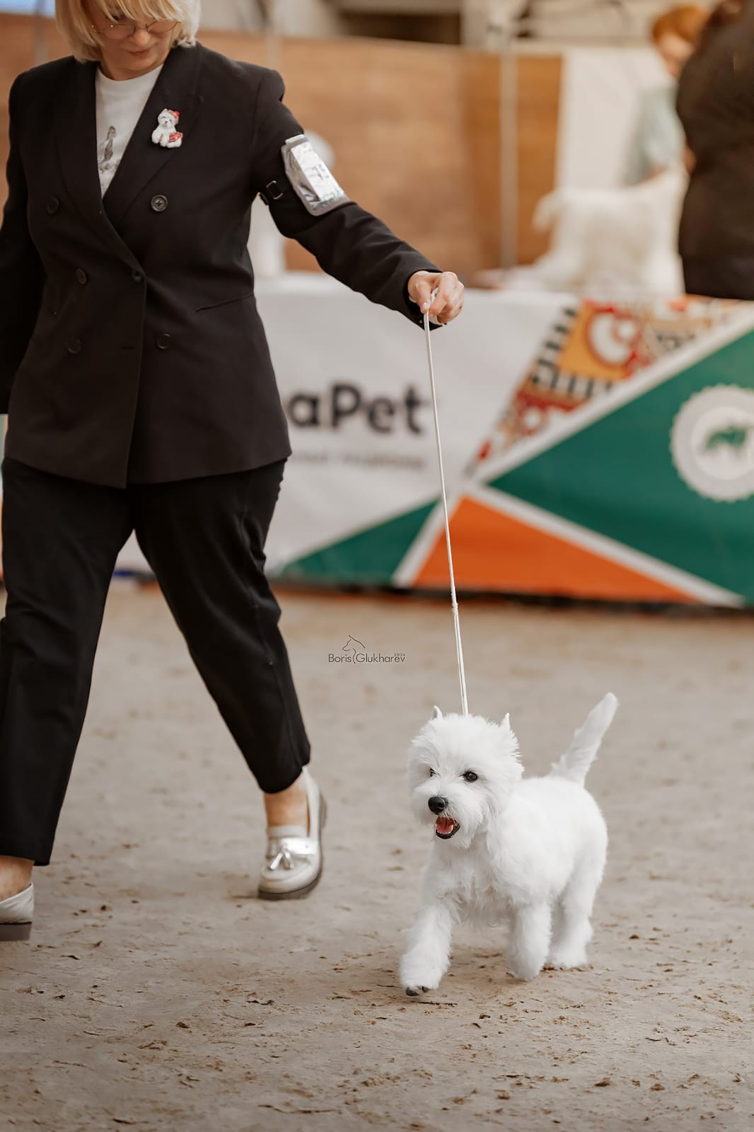 Выставка собак всех пород с особым статусом «Россия — 2024». Питомник собак породы вест хайленд вайт терьер в Москве