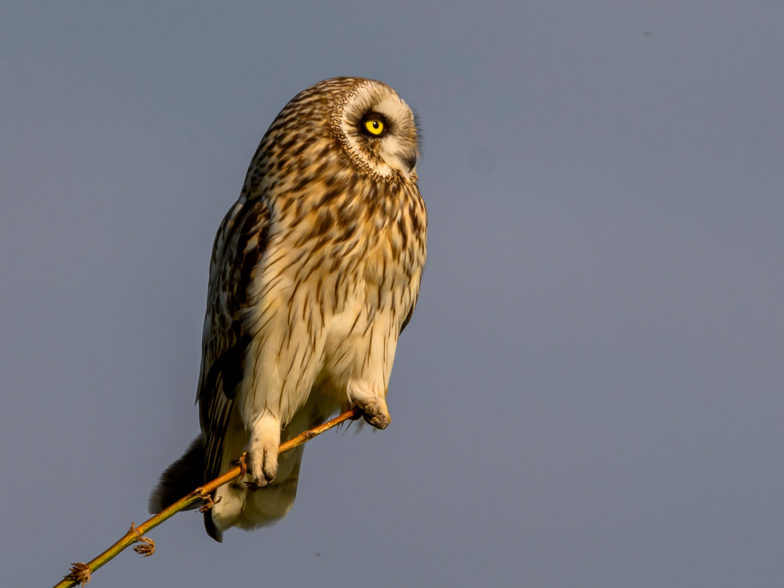 Совы играют в догонялки. Wildlife photography by Sergey Puponin