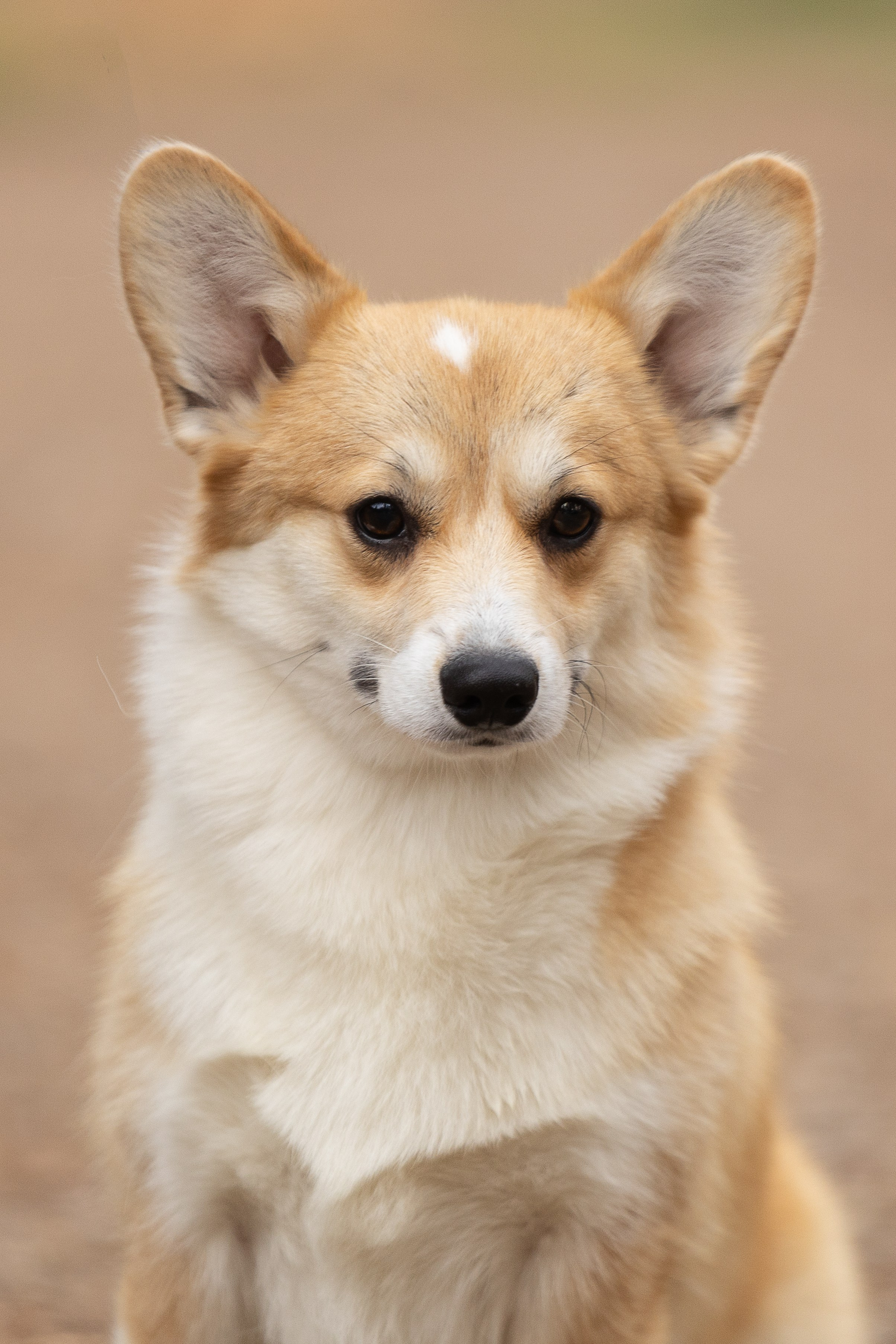 Вельш корги пемброк. Купить щенка Вельш-корги-кардиган в семейном питомнике — Ice Fantasy