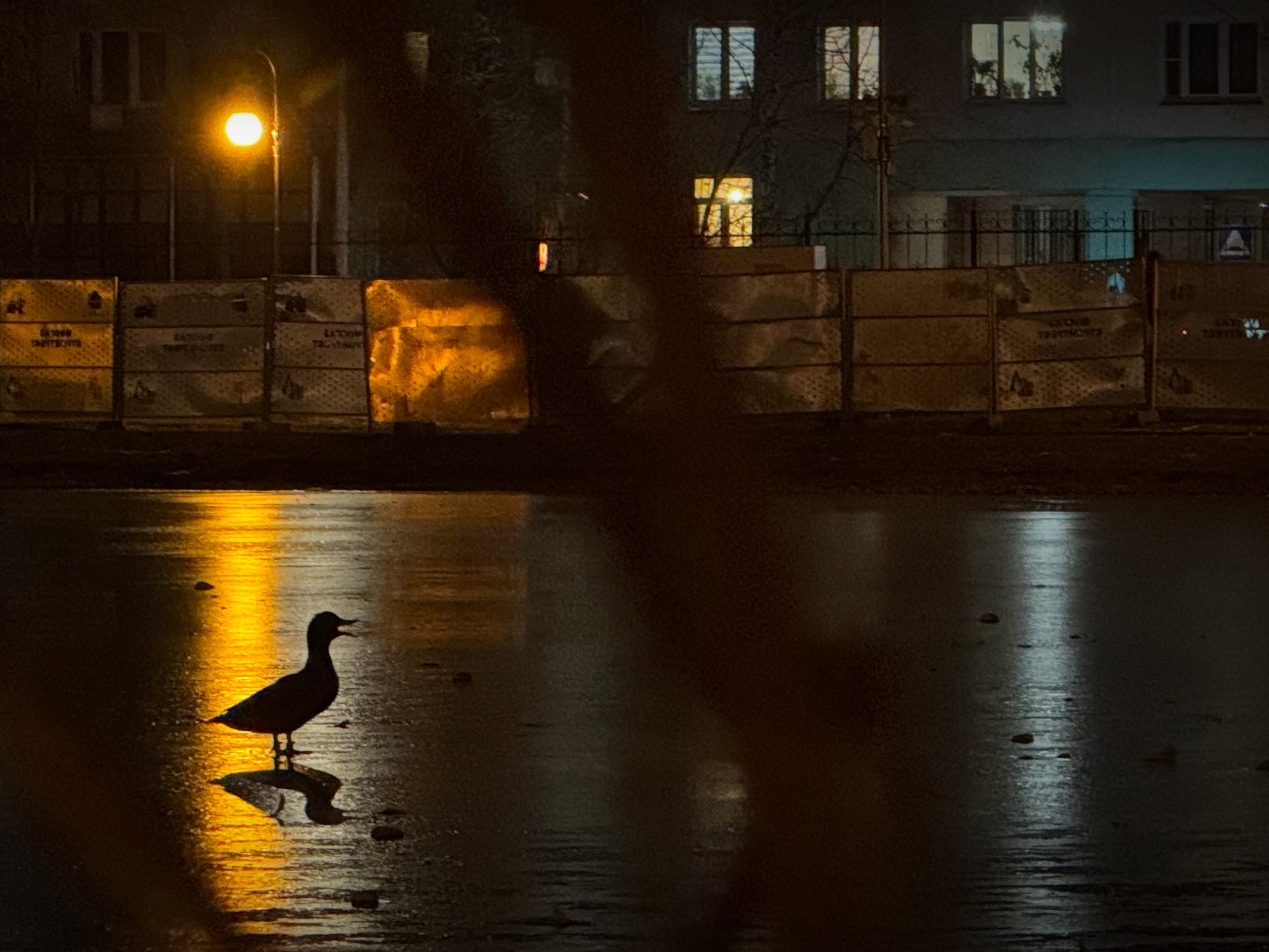 Оксана Чибизова. ARTEXPOPHOTO