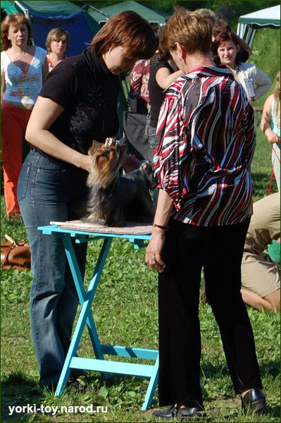 2009-2010 г Результаты выставок. Питомник Йоркширских терьеров Дэнстайл в Санкт-Петербурге заводчик Тих