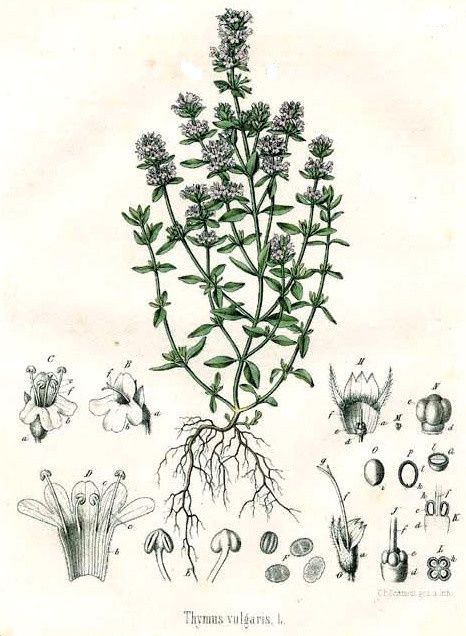 Эфирное масло Тимьян (чабрец) Thyme. VDAO.RU — исцеляющие практики