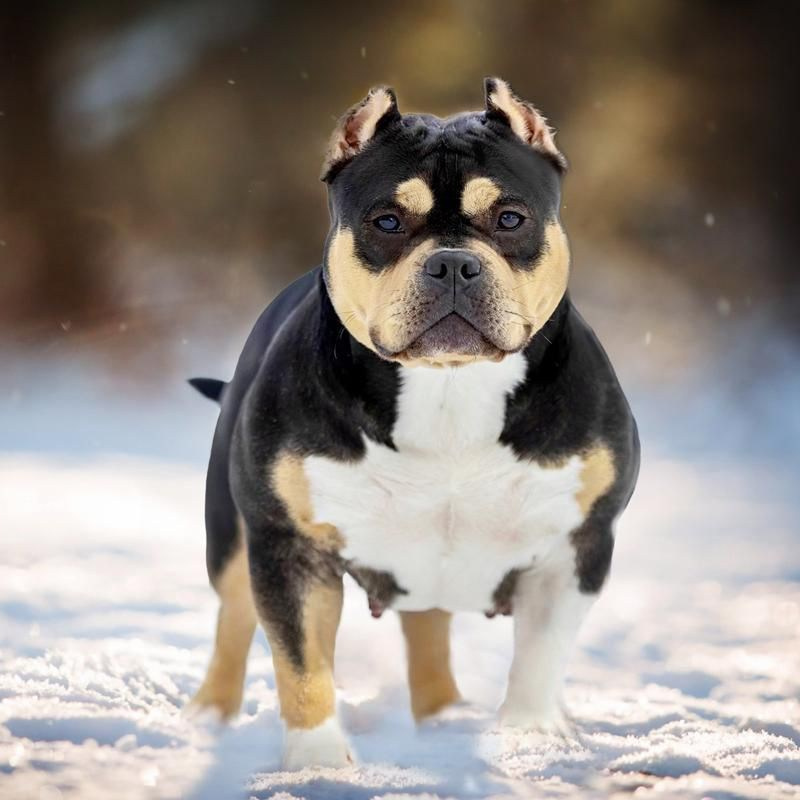 официальный питомник American Bully в Волгограде