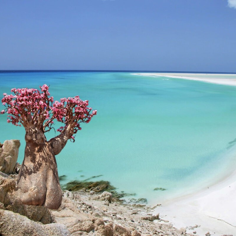 Фототур на остров Сокотра. Детский и семейный фотограф в Москве Катерина Орлова