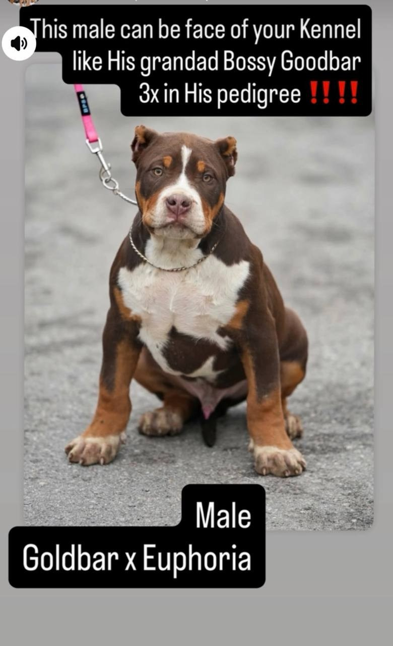 Новости сайта. Американские булли XL в г. Калининград. Питомник Great Bully UNIVERSE