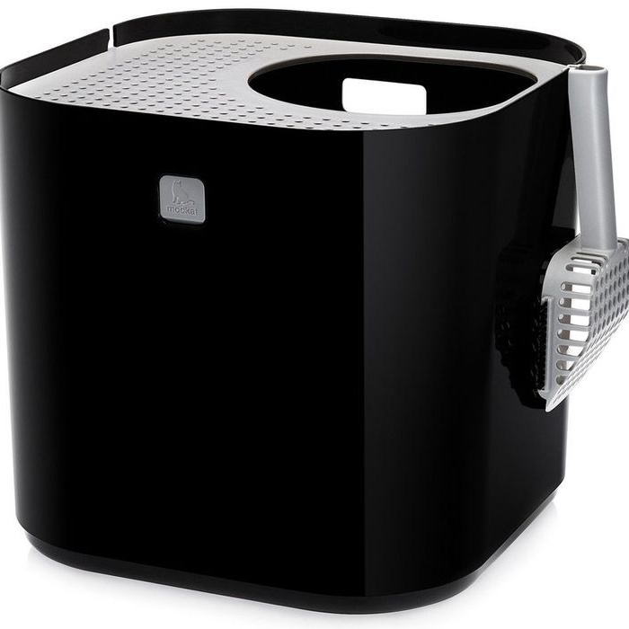 Котёнок американской бурмы. Las Burmas — питомник американской бурмы традиционных линий