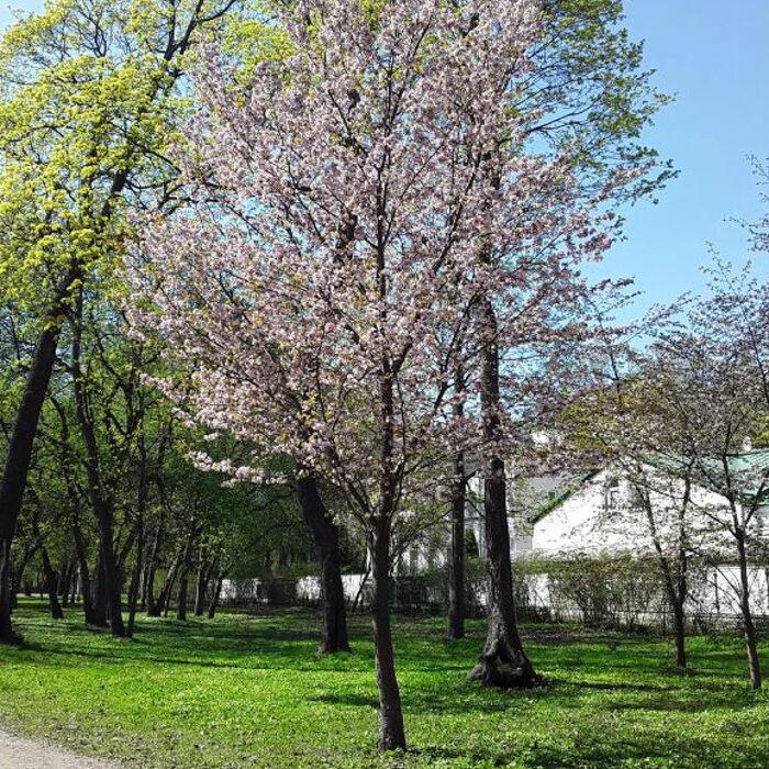 Календарь Цветения в Санкт-Петербурге. Отличные фотографии своих близких, своего бизнеса или даже себя. СПб