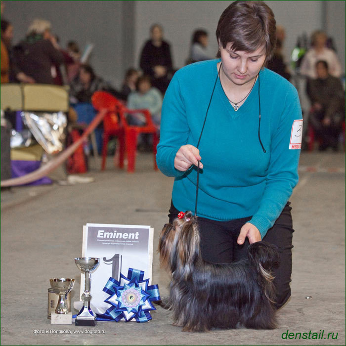 2011-2012 г Результаты выставок. Питомник Йоркширских терьеров Дэнстайл в Санкт-Петербурге заводчик Тих