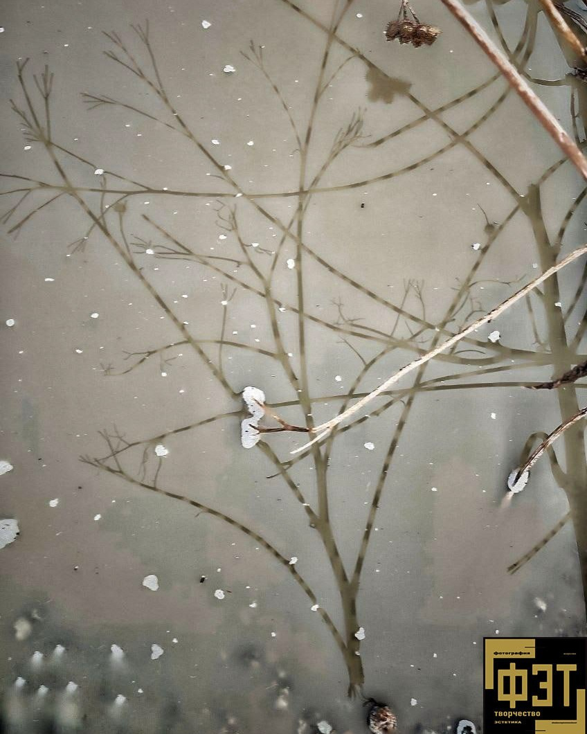 ФЭТ: Фотография Творчество Эстетика