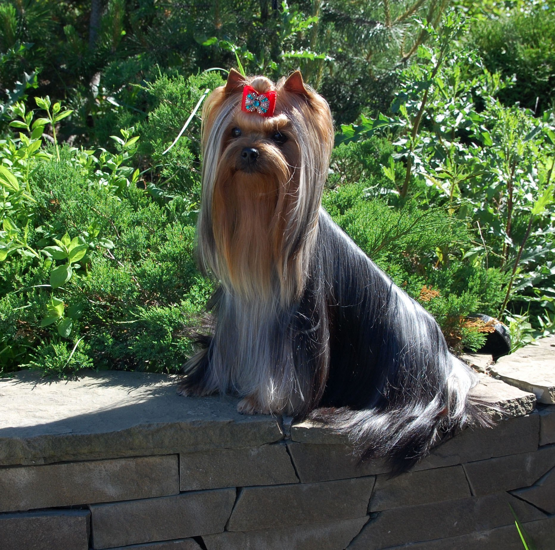 2015 г Результаты выставок. Питомник Йоркширских терьеров Дэнстайл в Санкт-Петербурге заводчик Тих