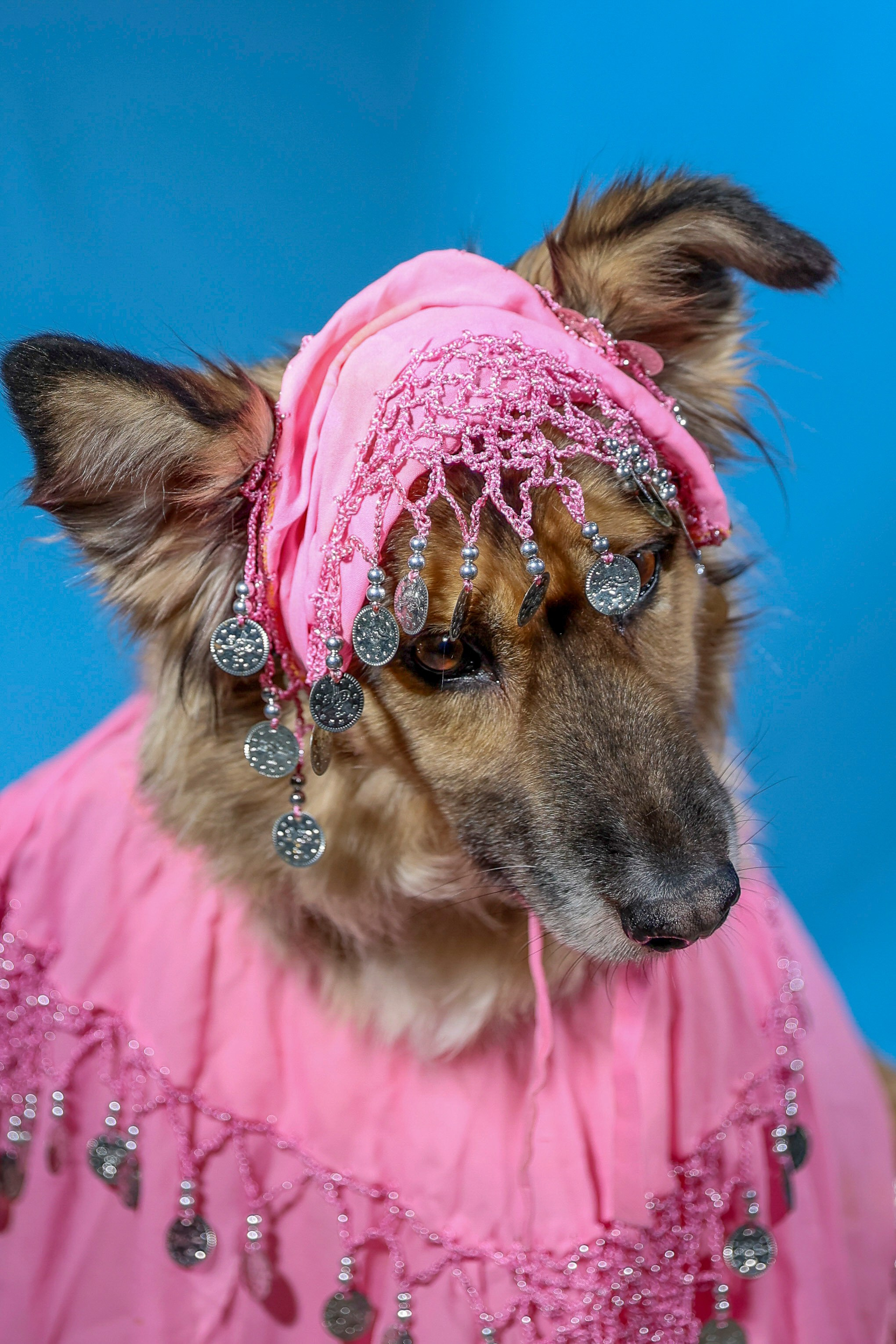 Приют четвероногий АНГЕЛ. Фотограф 📸 семейный, предметный, репортажный