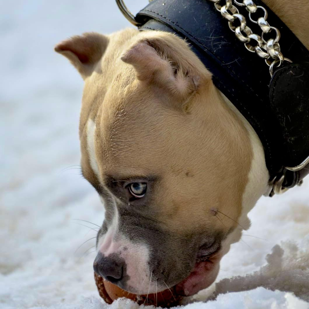 Производительницы Американский Булли. ПИТОМНИК СОБАК ПОРОДЫ АМЕРИКАНСКИЙ БУЛЛИ