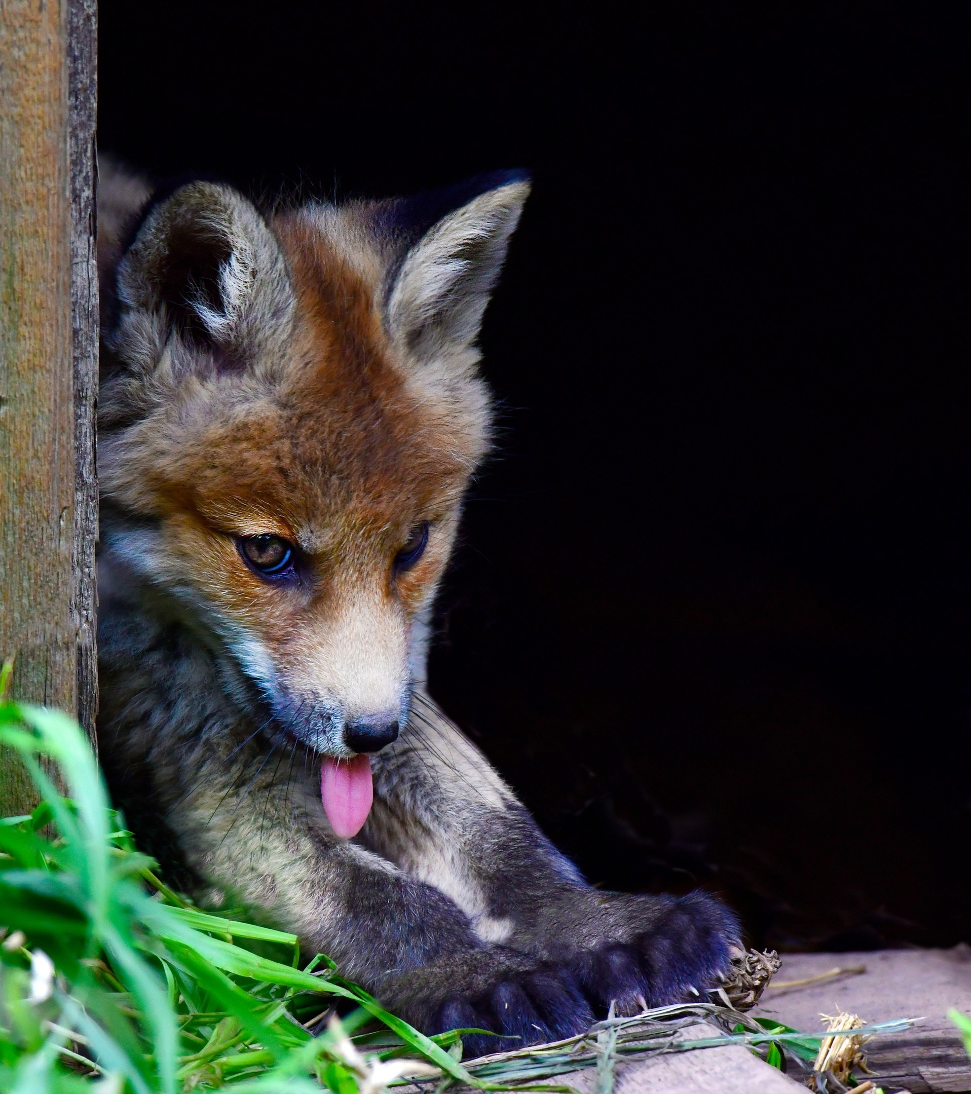 Фотоохота. Фотографии Лены Соколовой