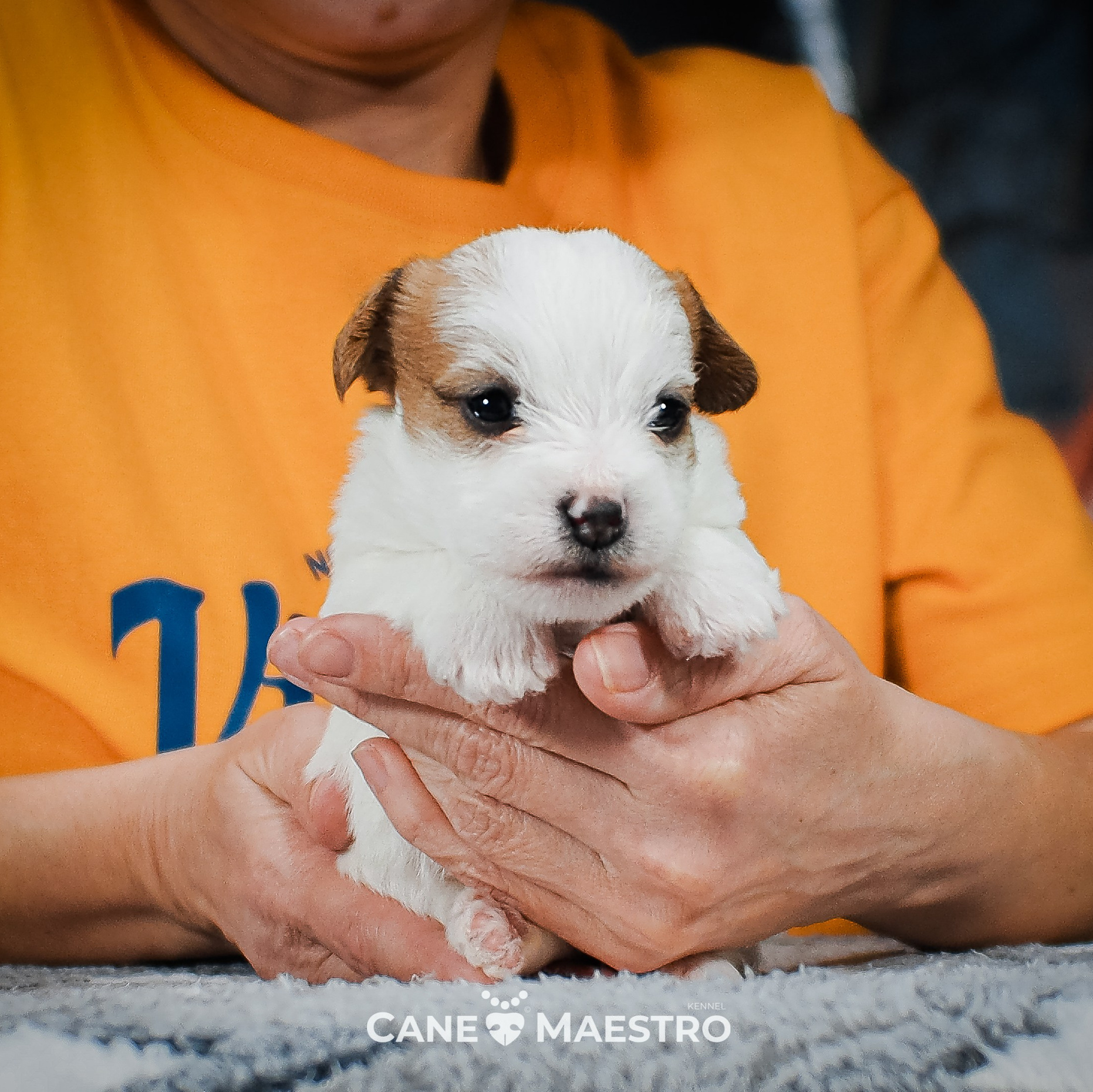 LITTER «B» 05/01/2026. CANE MAESTRO — kennel Jack Russell Terrier
