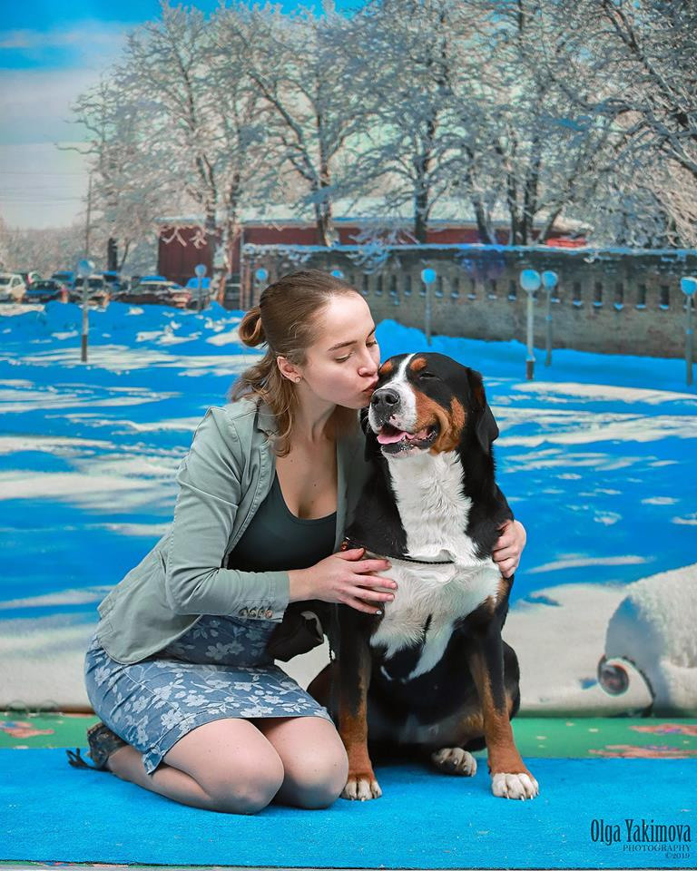 Победы на выставках собак питомника Санбёдс. Питомник Больших Швейцарских Зенненхундов в Калужской области