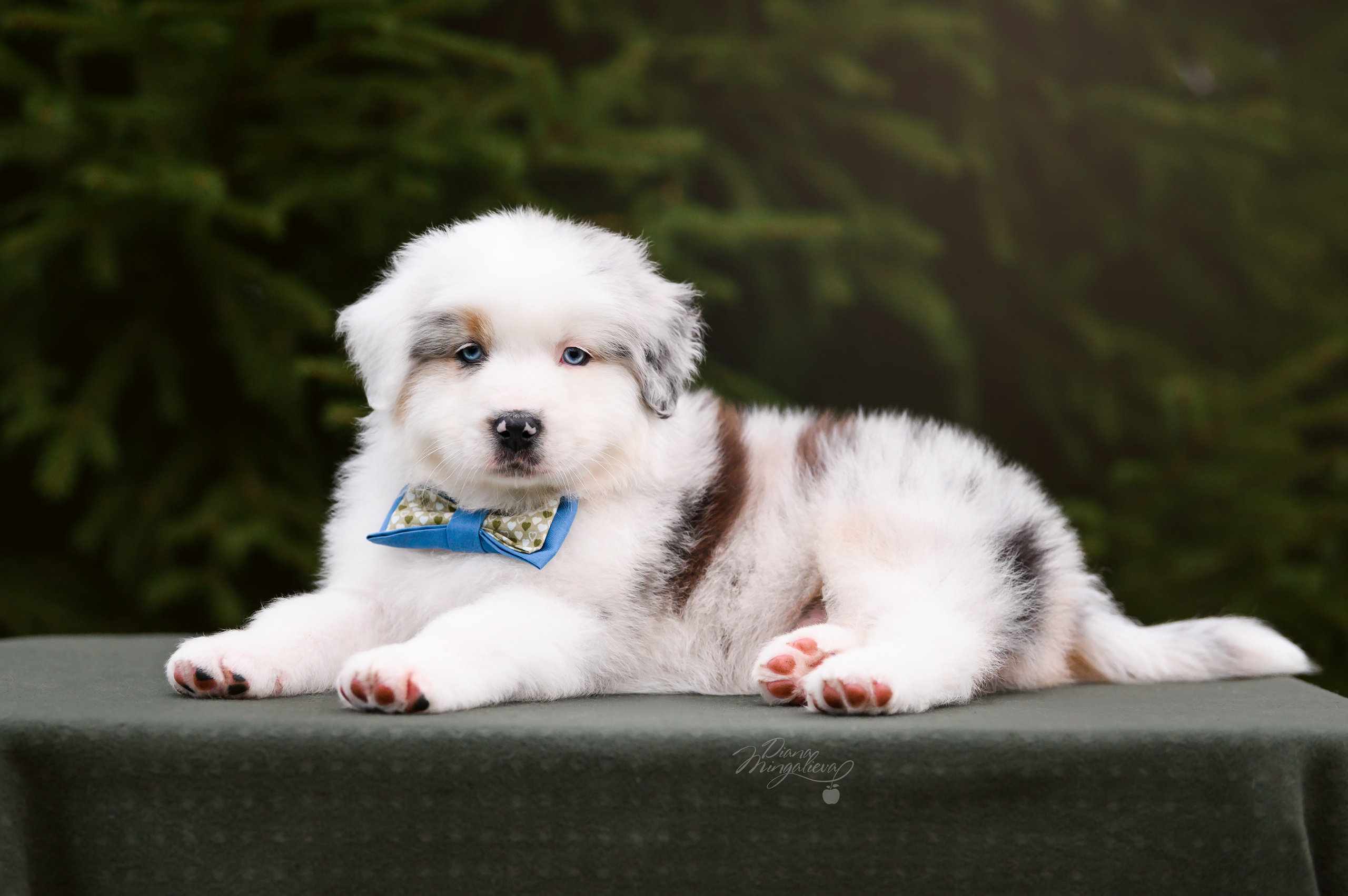 ПОМЕТ Д. Питомник австралийских овчарок «APPLEDORE»