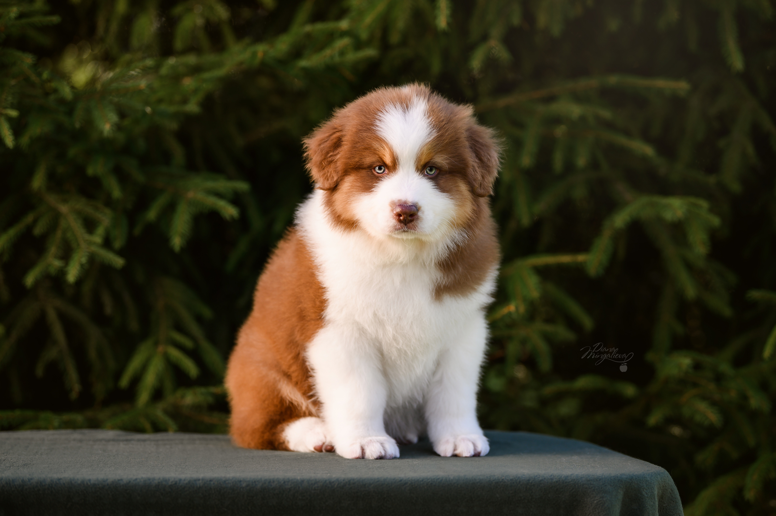 ПОМЕТ Д. Питомник австралийских овчарок «APPLEDORE»