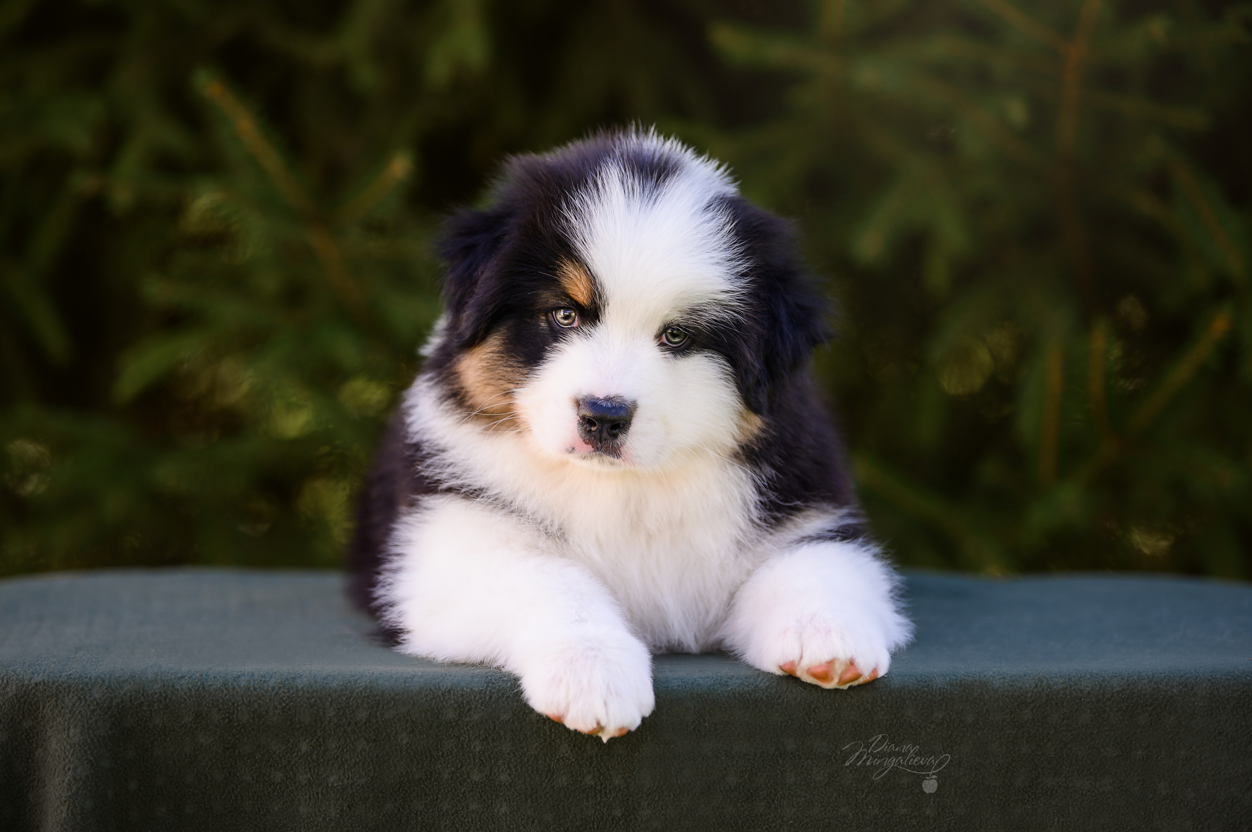 ПОМЕТ Д. Питомник австралийских овчарок «APPLEDORE»