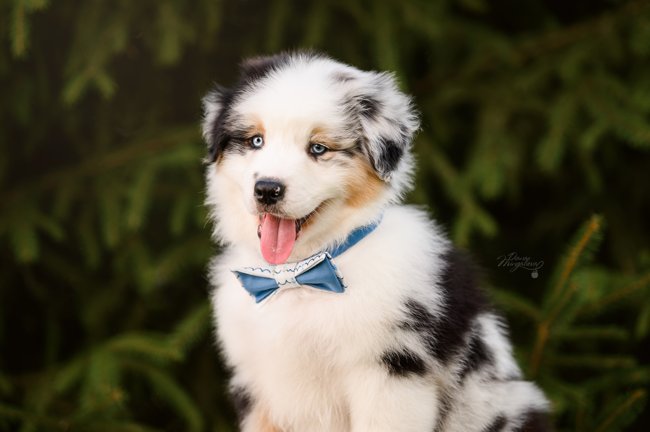 ПОМЕТ Д. Питомник австралийских овчарок «APPLEDORE»