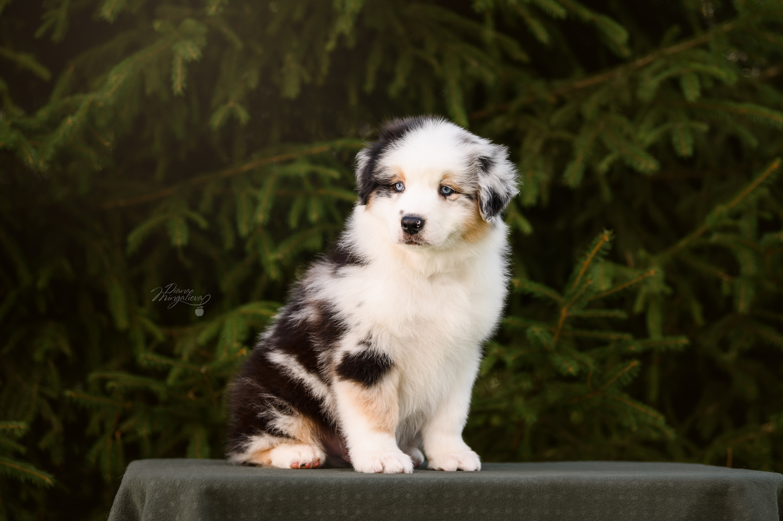 ПОМЕТ Д. Питомник австралийских овчарок «APPLEDORE»